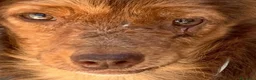 Meticcio cani in regalo: PICCINA di 6 KG, IN CANILE DA 10 ANNI.  - Annuncio 1