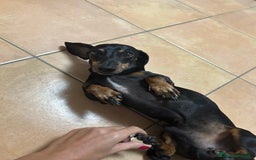 Bassotto cani per accoppiamento: Bassotto tedesco per accoppiamento  - Immagine 2