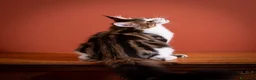 Maine Coon gatti in vendita: Gattino perfetto dall'alevamento Mainemarie - Annuncio 3