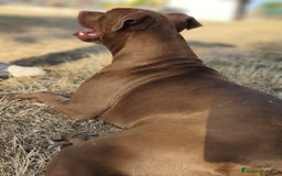 Pitbull cani in regalo: Jago, il rosso  a Città Metropolitana di Bari - Immagine 6