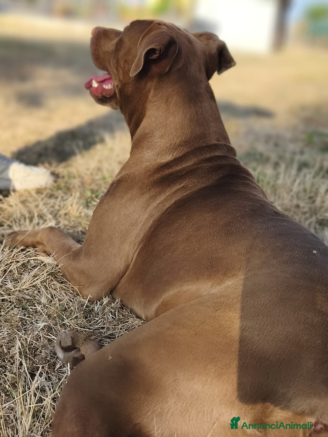 Pitbull cani in regalo: Jago, il rosso  a Città Metropolitana di Bari - Immagine 6