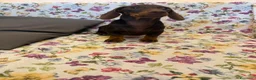 Bassotto cani in vendita: Cucciolo di bassotto età 5 mesi con Pedigree Enci. - Annuncio 4