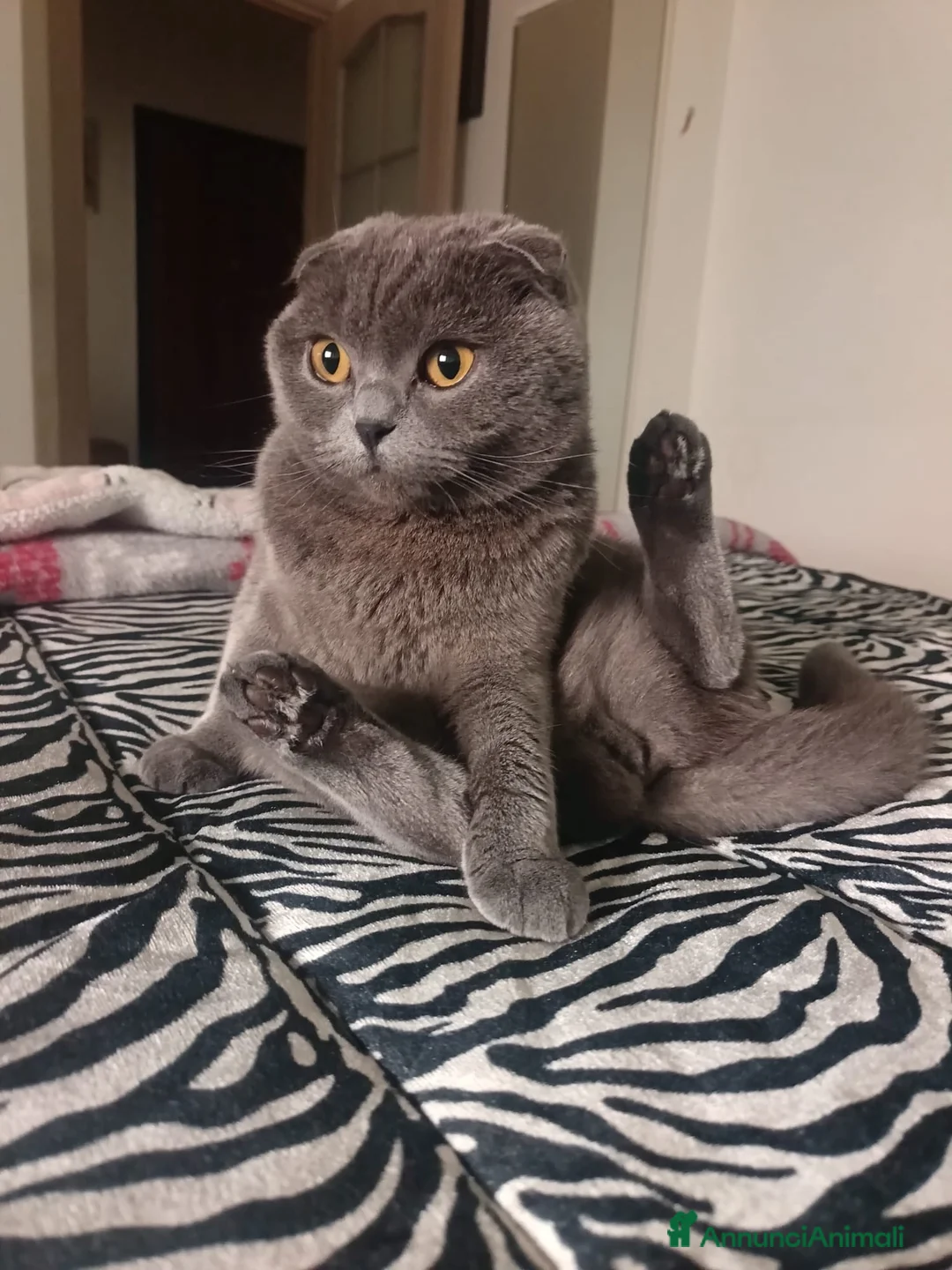 Scottish gatti per accoppiamento: CERCO FIDANZATO BRITISCH a Provincia di Piacenza - Annuncio 12