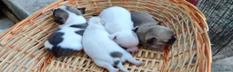 Chihuahua cani in vendita: Chihuahua toy a Libero consorzio comunale di Siracusa - Annuncio 6