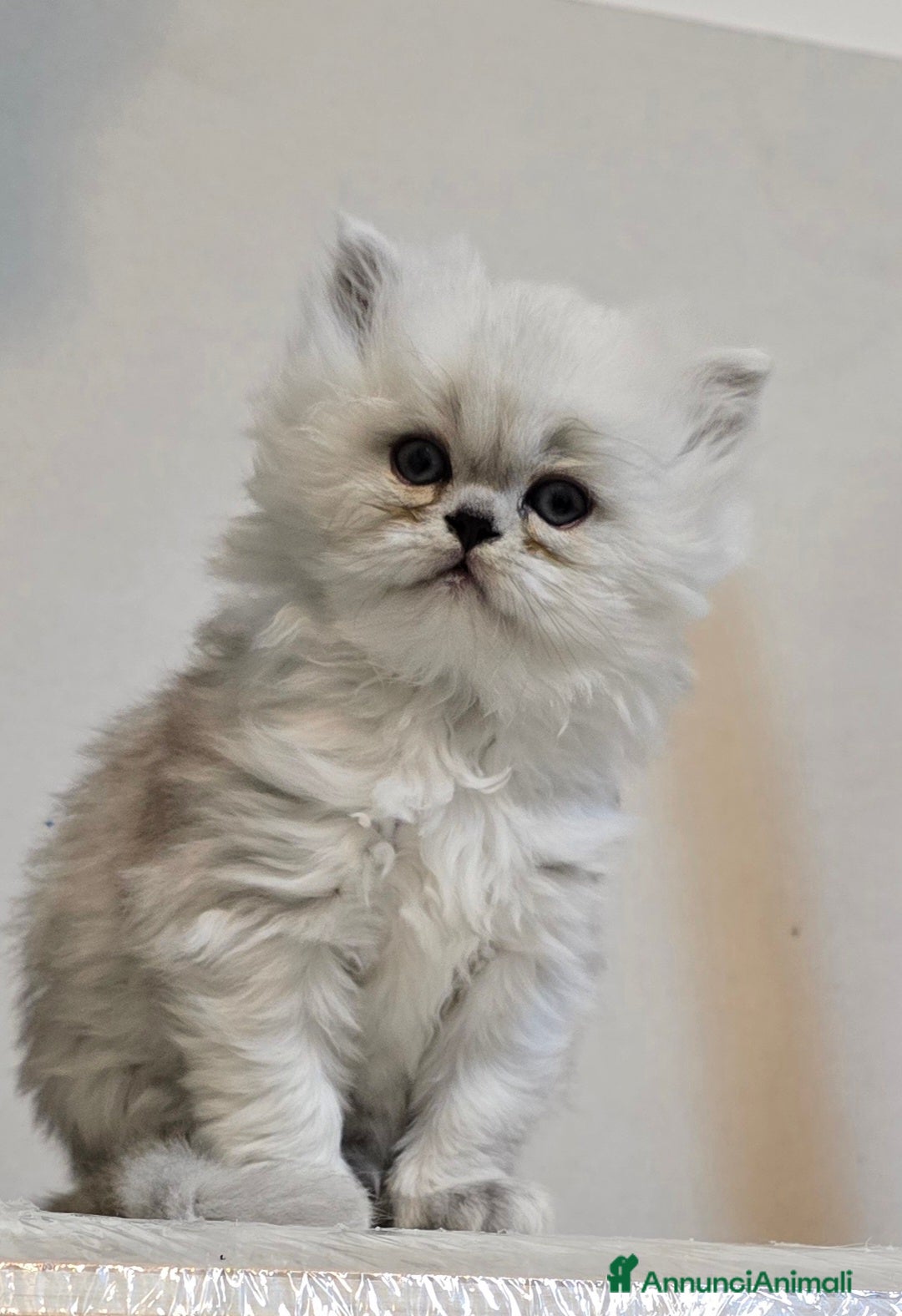 Persiano gatti in vendita: Cuccioli gatti Persiano Chinchilla Silver  - Annuncio 6