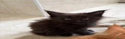 Maine Coon gatti in vendita: Femminucce black con pedigree  - Annuncio 9