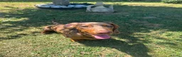 Bassotto Nano cani per accoppiamento: Cercasi femmina di bassotto per accoppiamento a Provincia di Varese - Annuncio 6