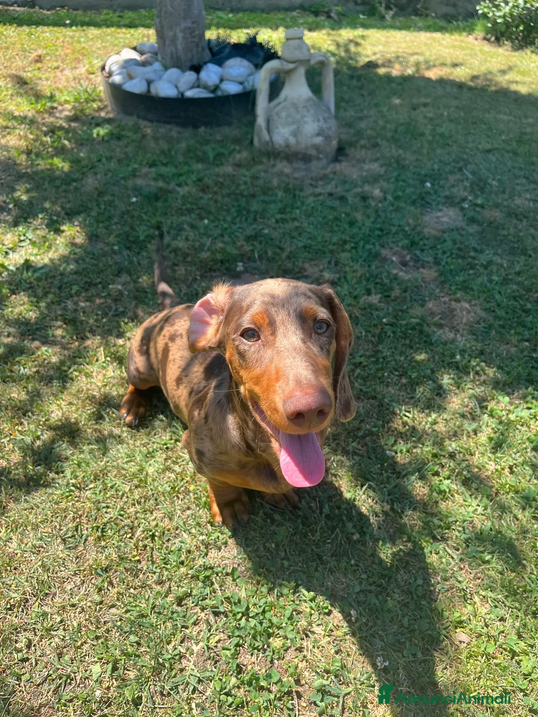 Bassotto Nano cani per accoppiamento: Cercasi femmina di bassotto per accoppiamento a Provincia di Varese - Annuncio 6