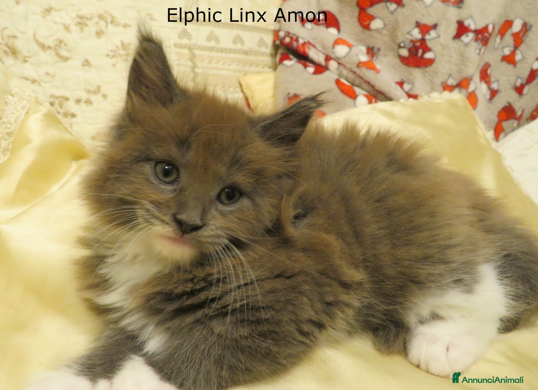 Maine Coon gatti in vendita: Fantastici cuccioli di Maine Coon disponibili - Annuncio 5