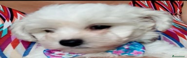Bichon Cucciolo 6