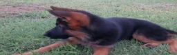 Pastore Tedesco cani in vendita: PASTORI TEDESCHI - Annuncio 2