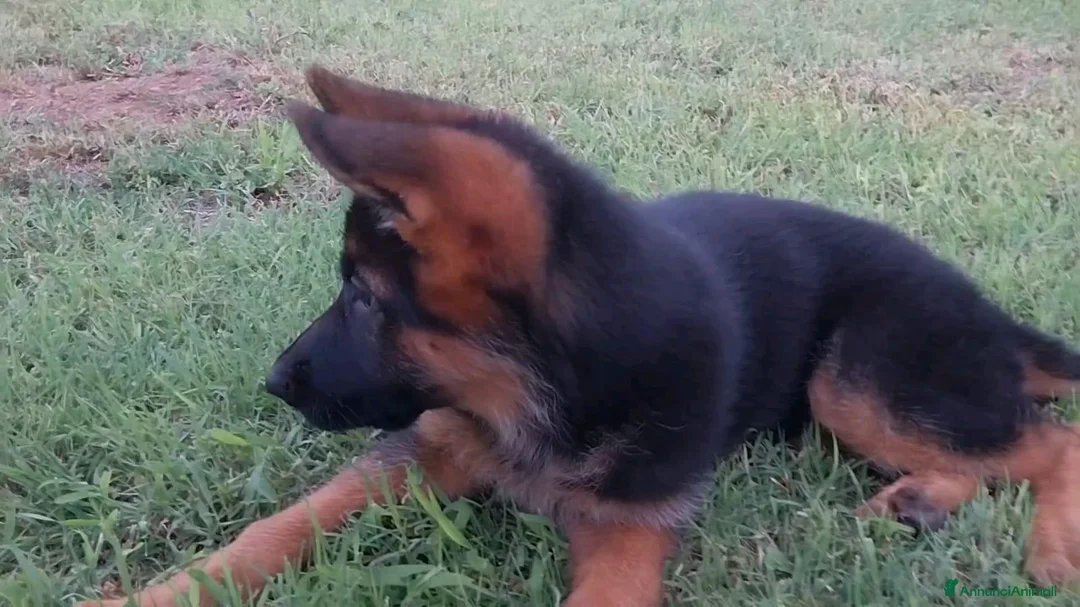 Pastore Tedesco cani in vendita: PASTORI TEDESCHI - Annuncio 2