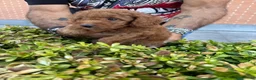 Barboncino Toy cani in vendita: Barboncino Toy red - Annuncio 5