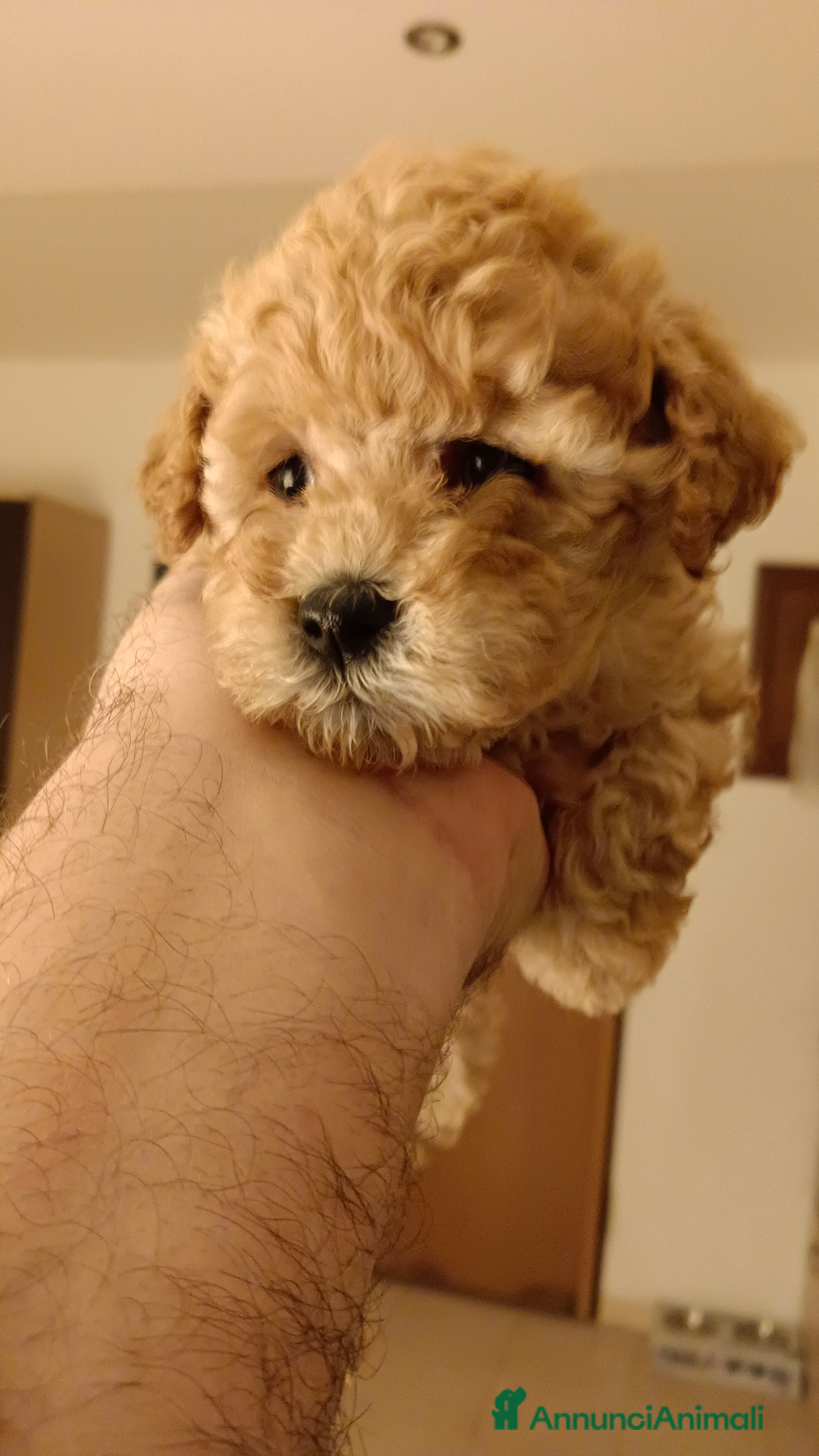 Barboncino Toy cani BARBONCINO TOY - Annuncio 4