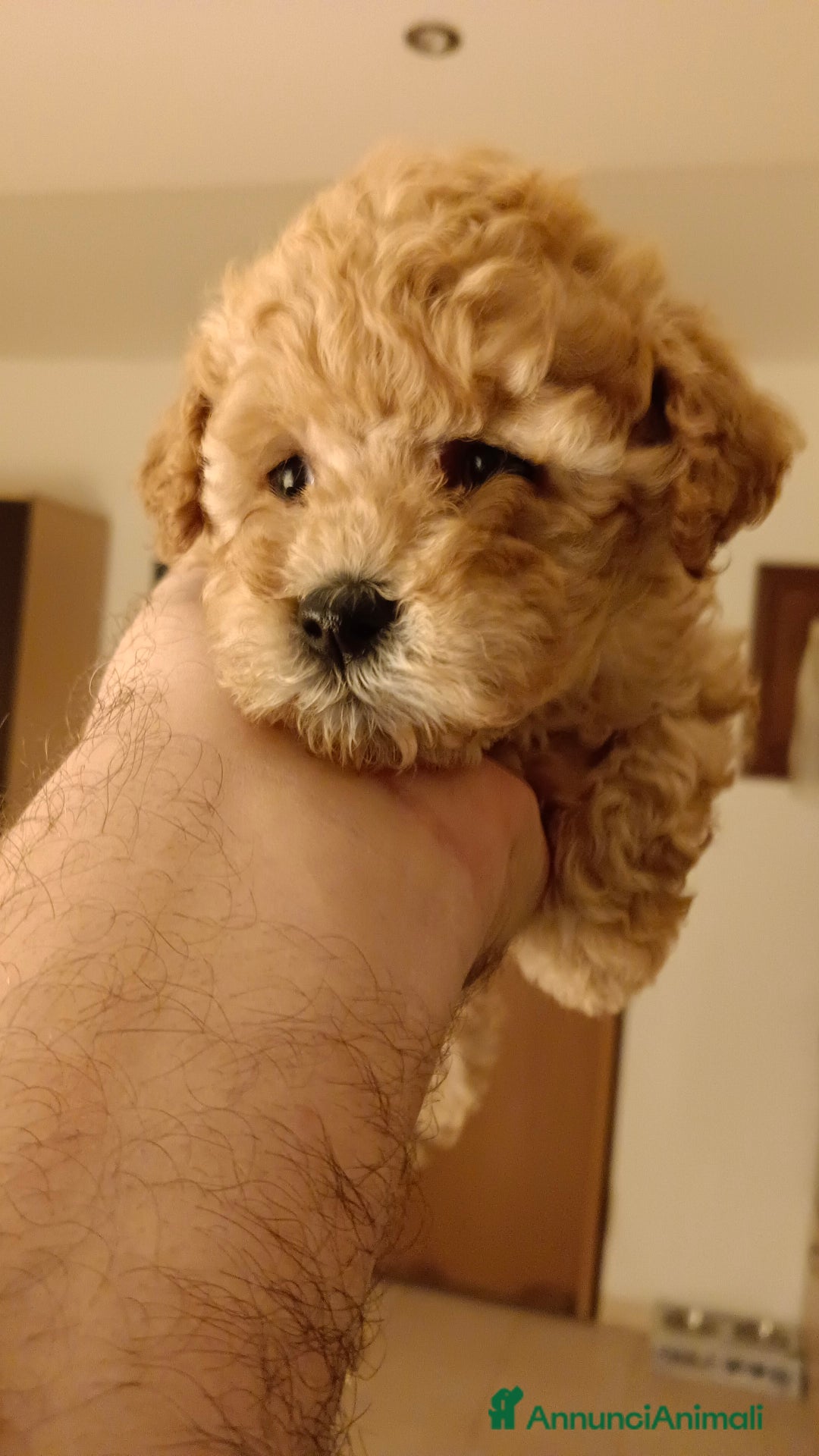 Barboncino Toy cani in vendita: BARBONCINO TOY - Annuncio 1