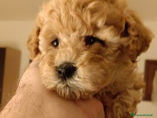 Barboncino Toy cani BARBONCINO TOY - Annuncio 4