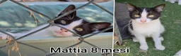 Altre razze gatti in regalo: MICINI, URGENTE! TEMPO SCADUTO  a Provincia di Arezzo - Annuncio 7