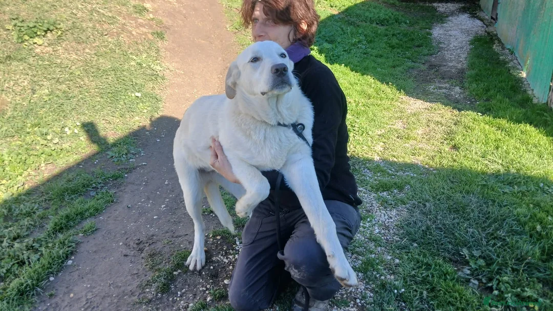 Meticcio cani in regalo: CHIARA DOLCE PIU' DEL MIELE, IN ADOZIONE - Annuncio 3