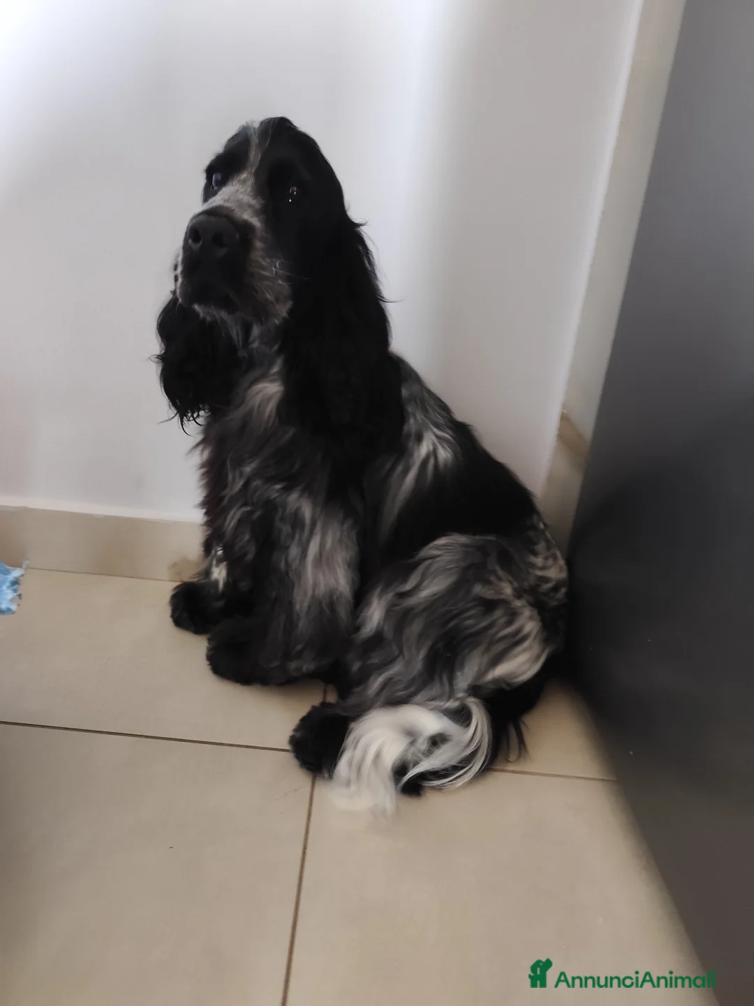 Cocker cani in vendita: Cocker spaniel inglese  a Città Metropolitana di Napoli - Annuncio 1