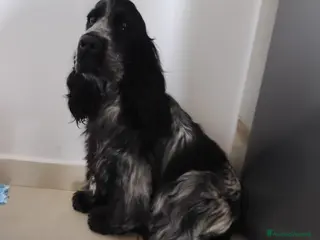 Cocker cani Cocker spaniel inglese a Città Metropolitana di Napoli - Annuncio 1