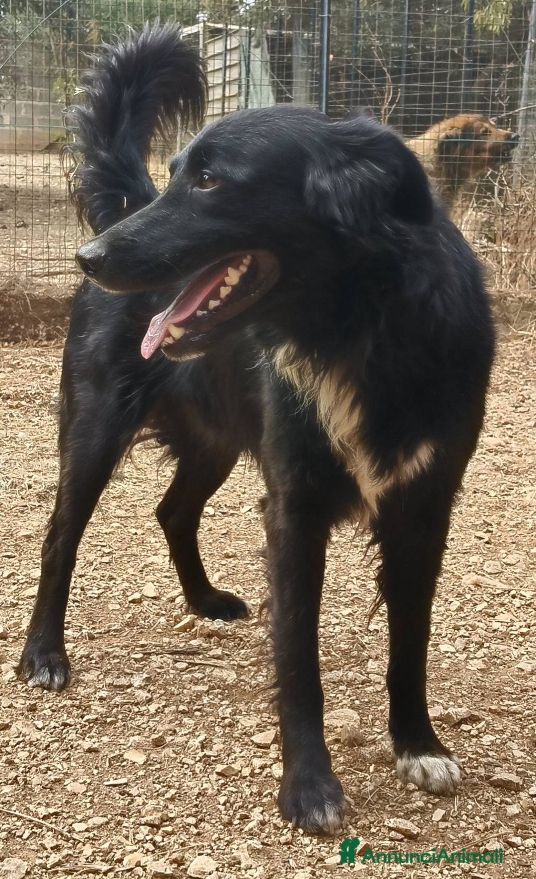 Meticcio cani in regalo: Sansone cagnolino speciale adatto a tutti - Annuncio 5
