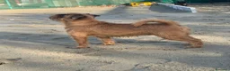Griffone a Pelo Duro cani in vendita: Griffone di Bruxelles - maschio di 7 mesi dispon.  - Annuncio 2