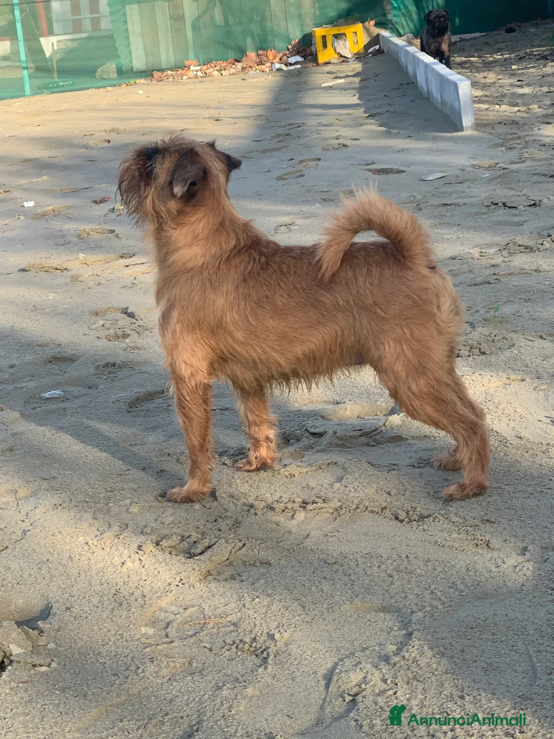 Griffone a Pelo Duro cani in vendita: Griffone di Bruxelles - maschio di 7 mesi dispon.  - Annuncio 2