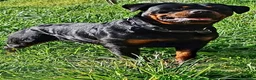 Rottweiler cani in vendita: Disponibili cuccioli Rottweiler  - Annuncio 17