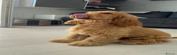 Cocker cani per accoppiamento: Fantastico cocker spaniel inglese   - Annuncio 5