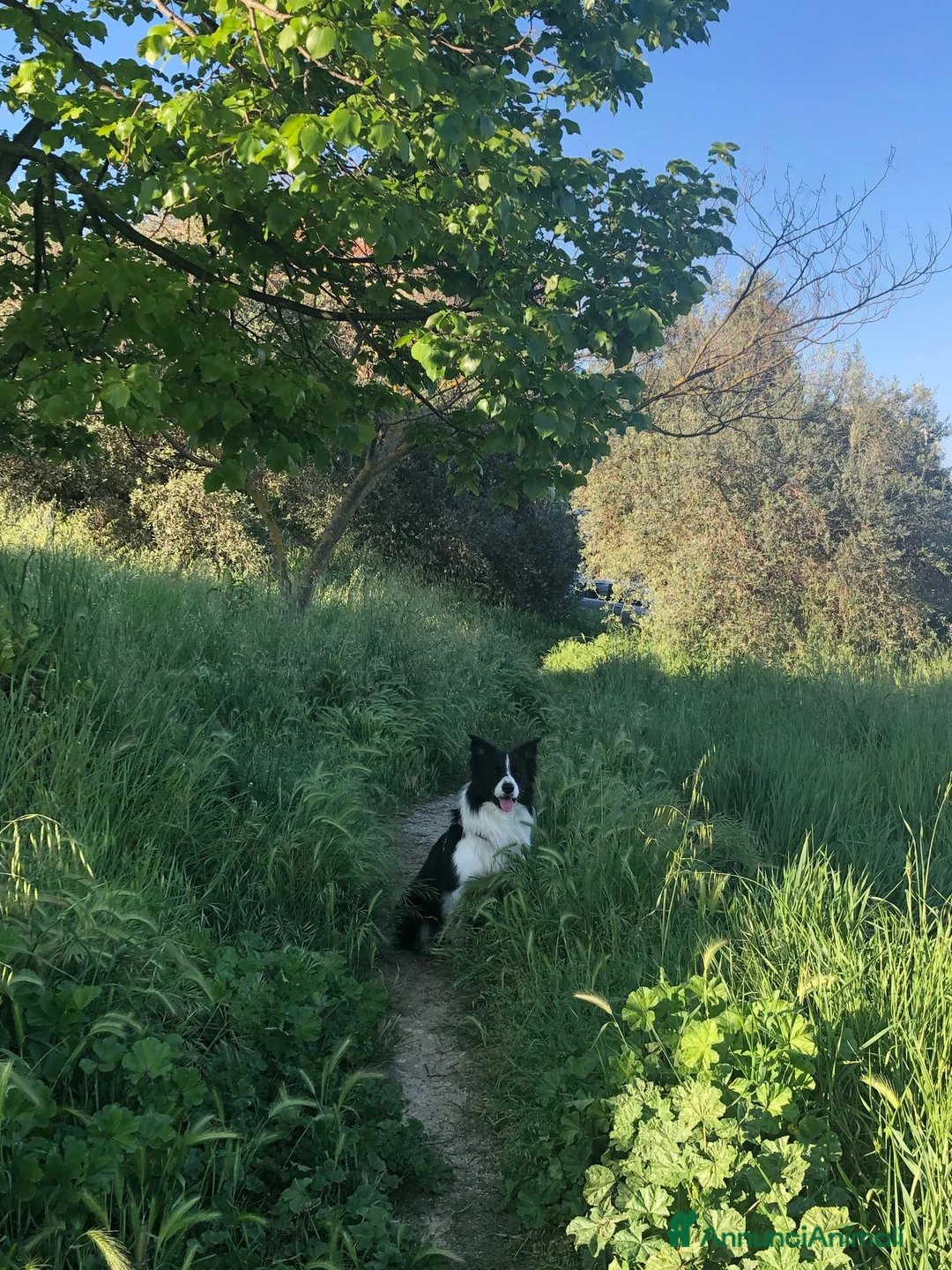 Border Collie cani per accoppiamento: Border Colli con Pedigree per accoppiamento - Annuncio 3