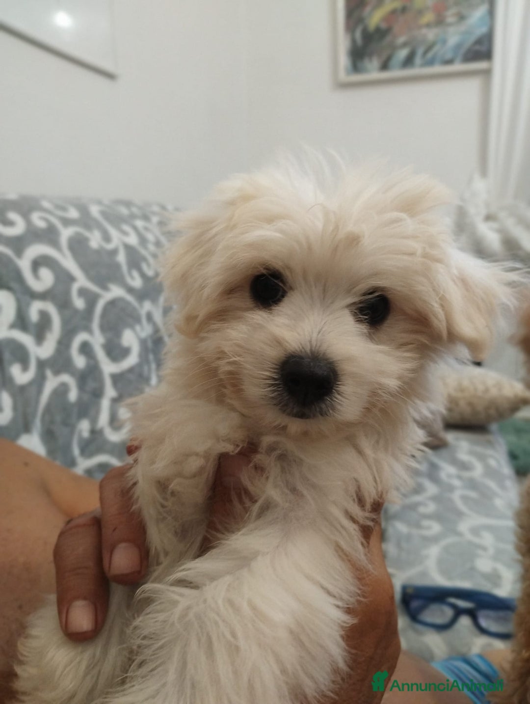 Maltese cani in vendita: Maltese toy maschio a Province of Prato - Immagine 6