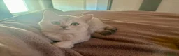 Scottish gatti in vendita: Ultima cucciola di scottish straight disponibile - Annuncio 11