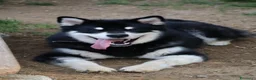 Alaskan Malamute cani per accoppiamento: Alaskan malamute a Provincia di Livorno - Annuncio 22
