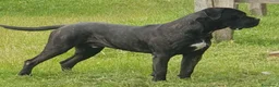 Cane Corso cani in vendita: Meravigliosi cuccioli di Cane Corso  - Annuncio 9