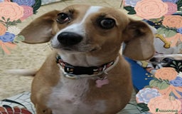 Meticcio cani in regalo: Cagnolina incrocio Beagle  a Provincia di Pavia - Immagine 1