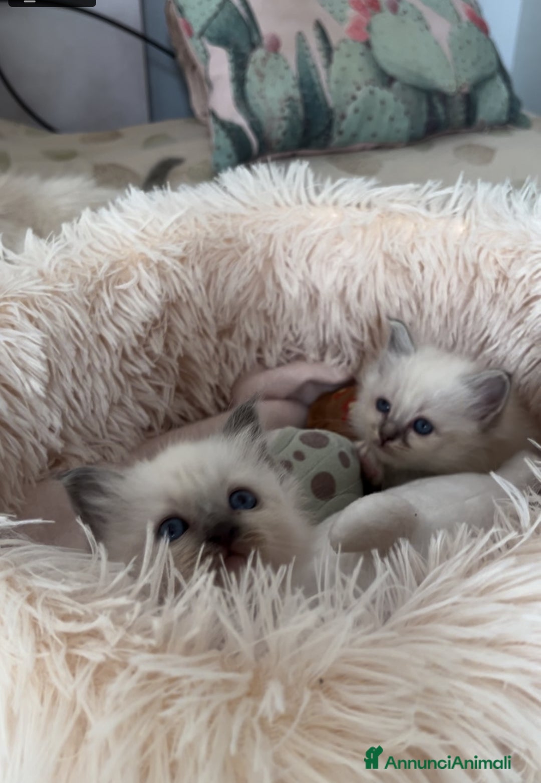 Sacro di Birmania gatti in vendita: Dolcissimi cuccioli Sacro di Birmania  - Annuncio 4