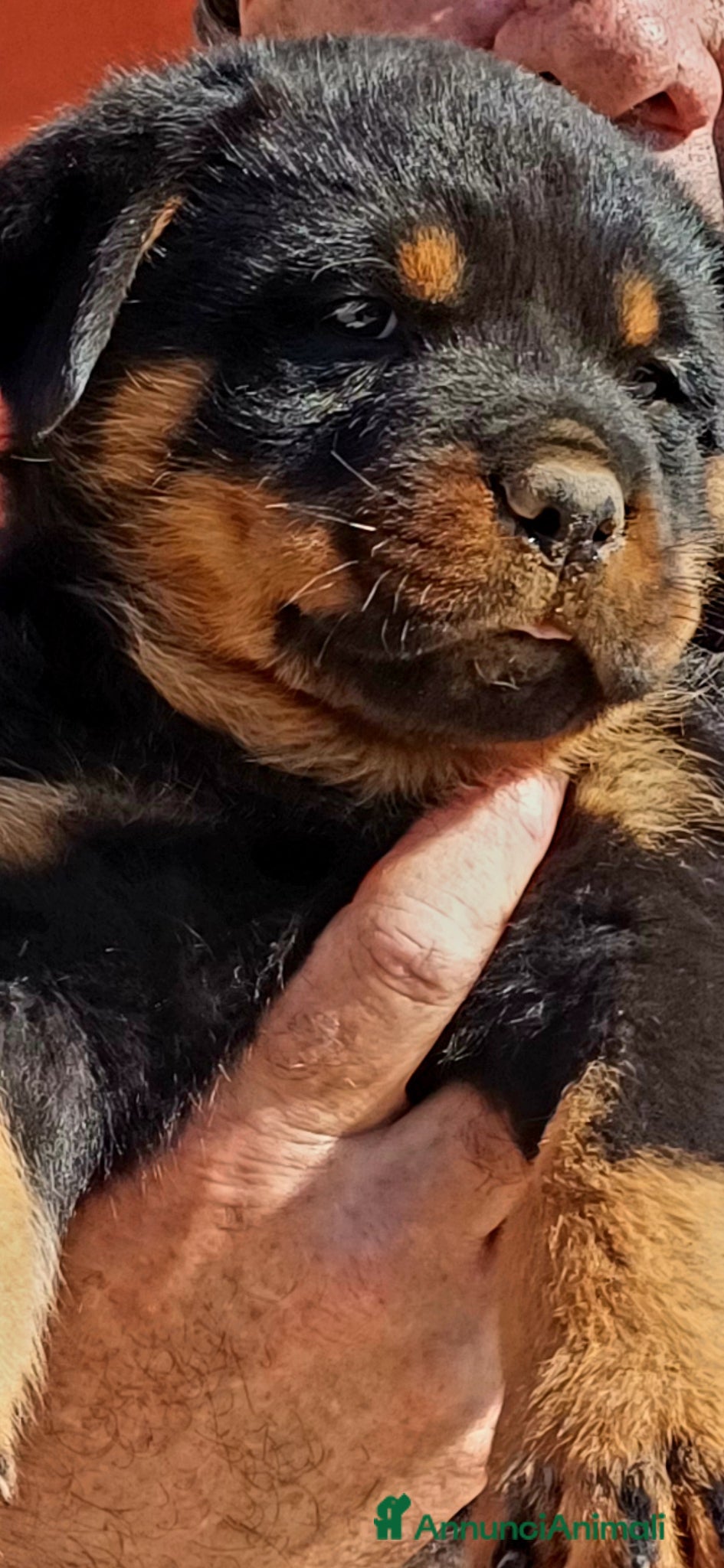 Rottweiler cani in vendita: Disponibili cuccioli Rottweiler  - Annuncio 9