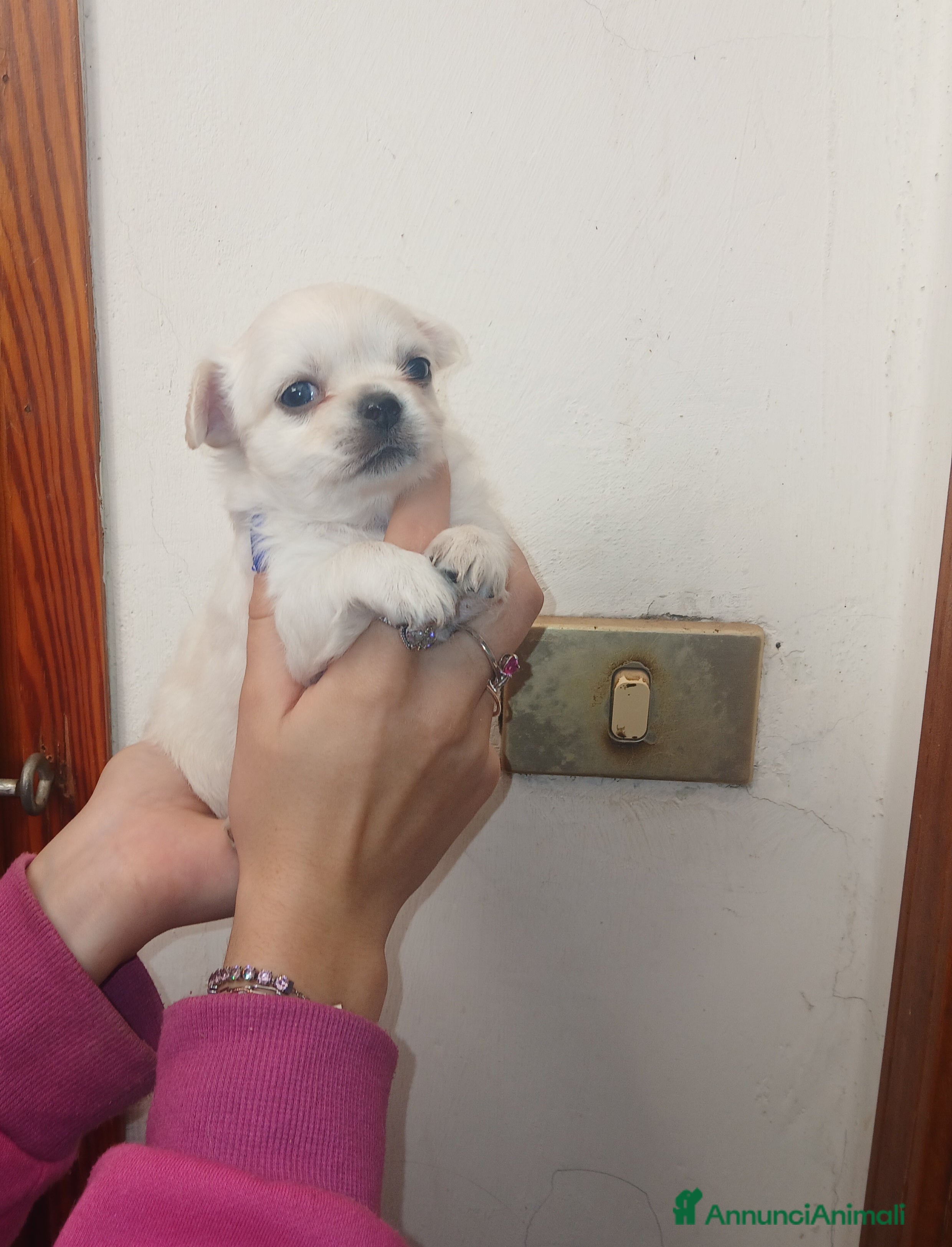 Chihuahua cani Cuccioli di Chihuahua toy con occhi azzurri  - Annuncio 2