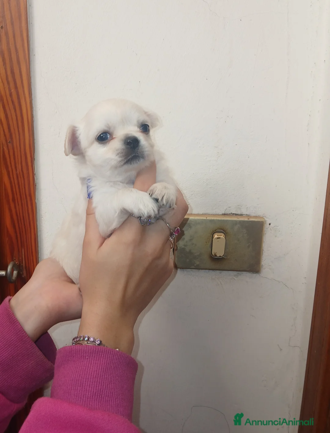 Chihuahua cani in vendita: Cuccioli di Chihuahua toy con occhi azzurri  - Annuncio 1