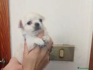 Chihuahua cani Cuccioli di Chihuahua toy con occhi azzurri - Annuncio 26