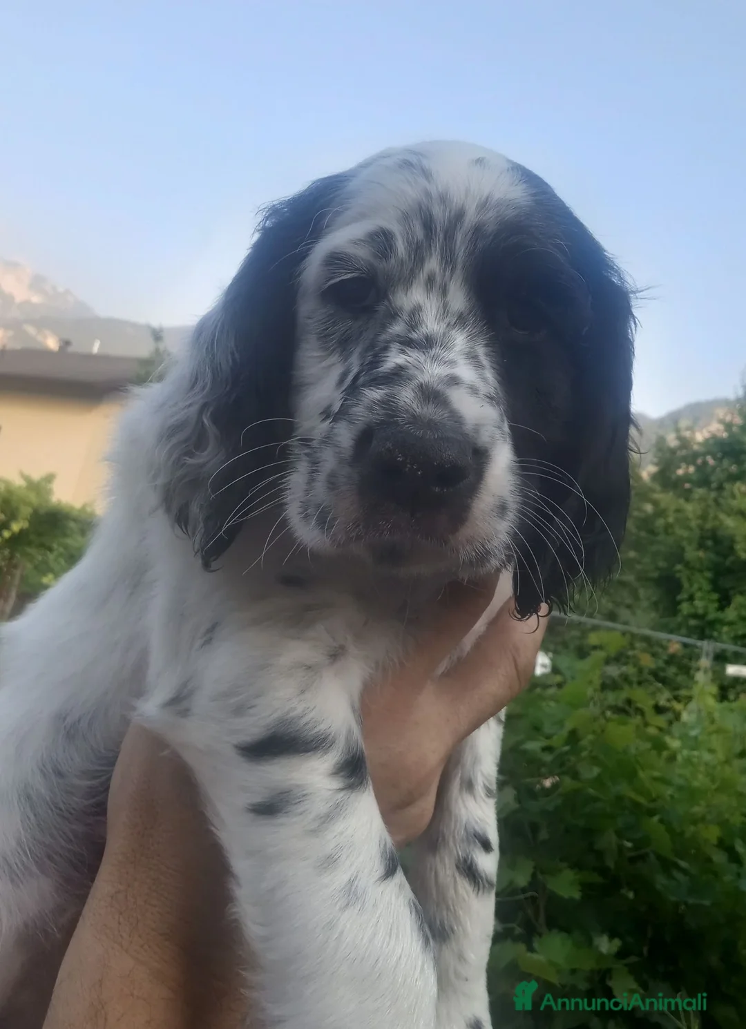 Setter Inglese cani in vendita: Setter inglese  a Provincia autonoma di Trento - Annuncio 3