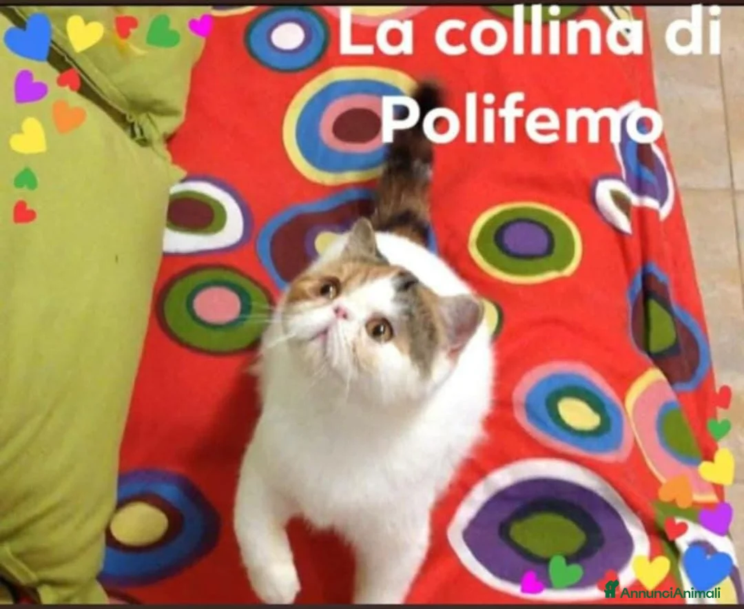 Immagine della galleria {{count}}