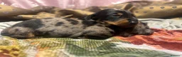 Bassotto cani in vendita: Cuccioli bassotti tedesco kaninchen e nano - Annuncio 3