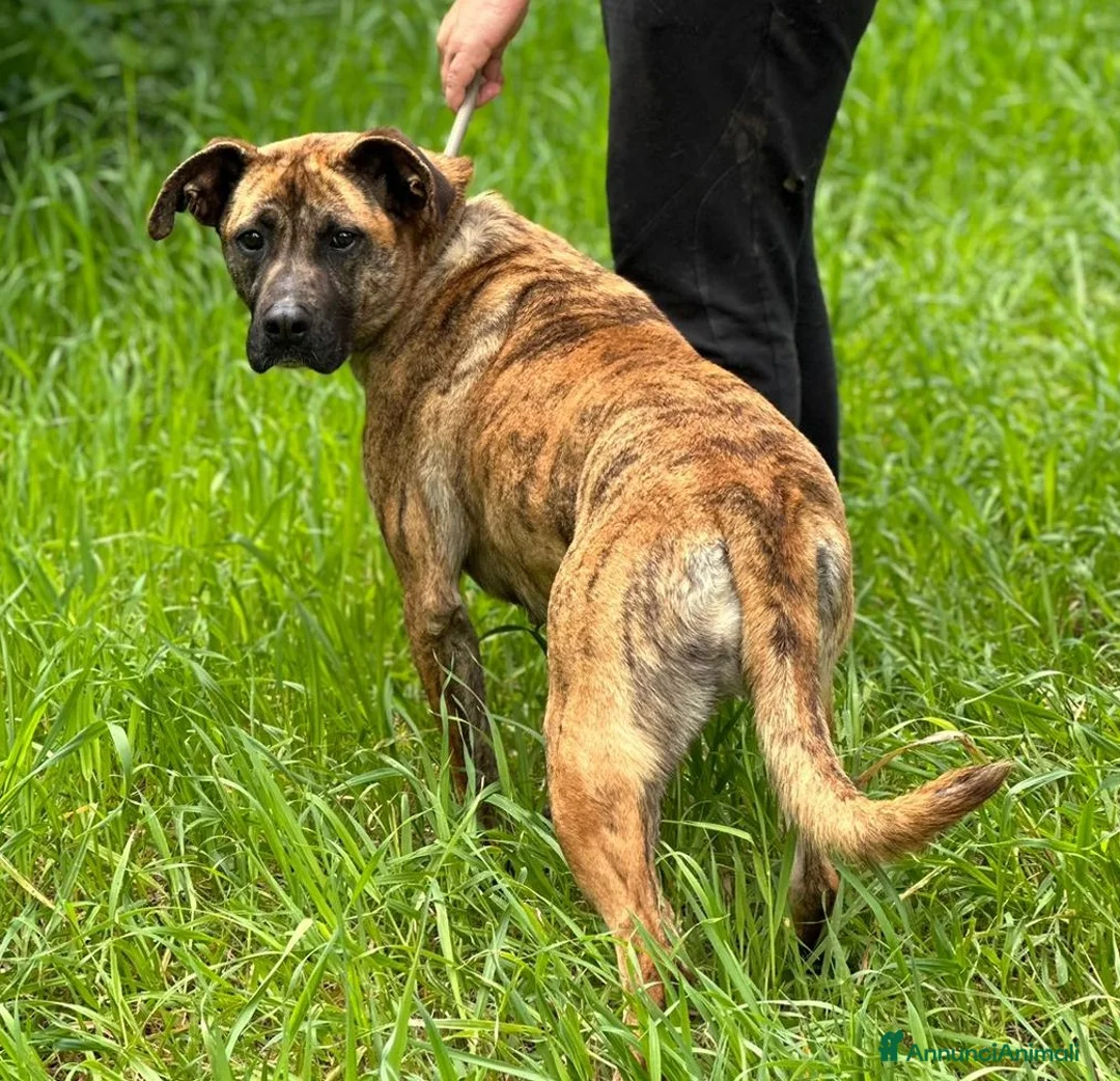 Boxer cani in regalo: RUNA meravigliosa mix boxer  - Annuncio 5