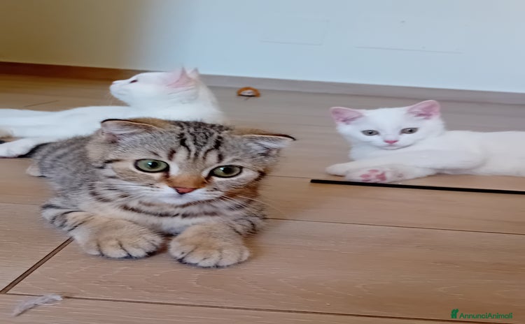 Scottish gatti a Provincia di Piacenza - Annuncio 9