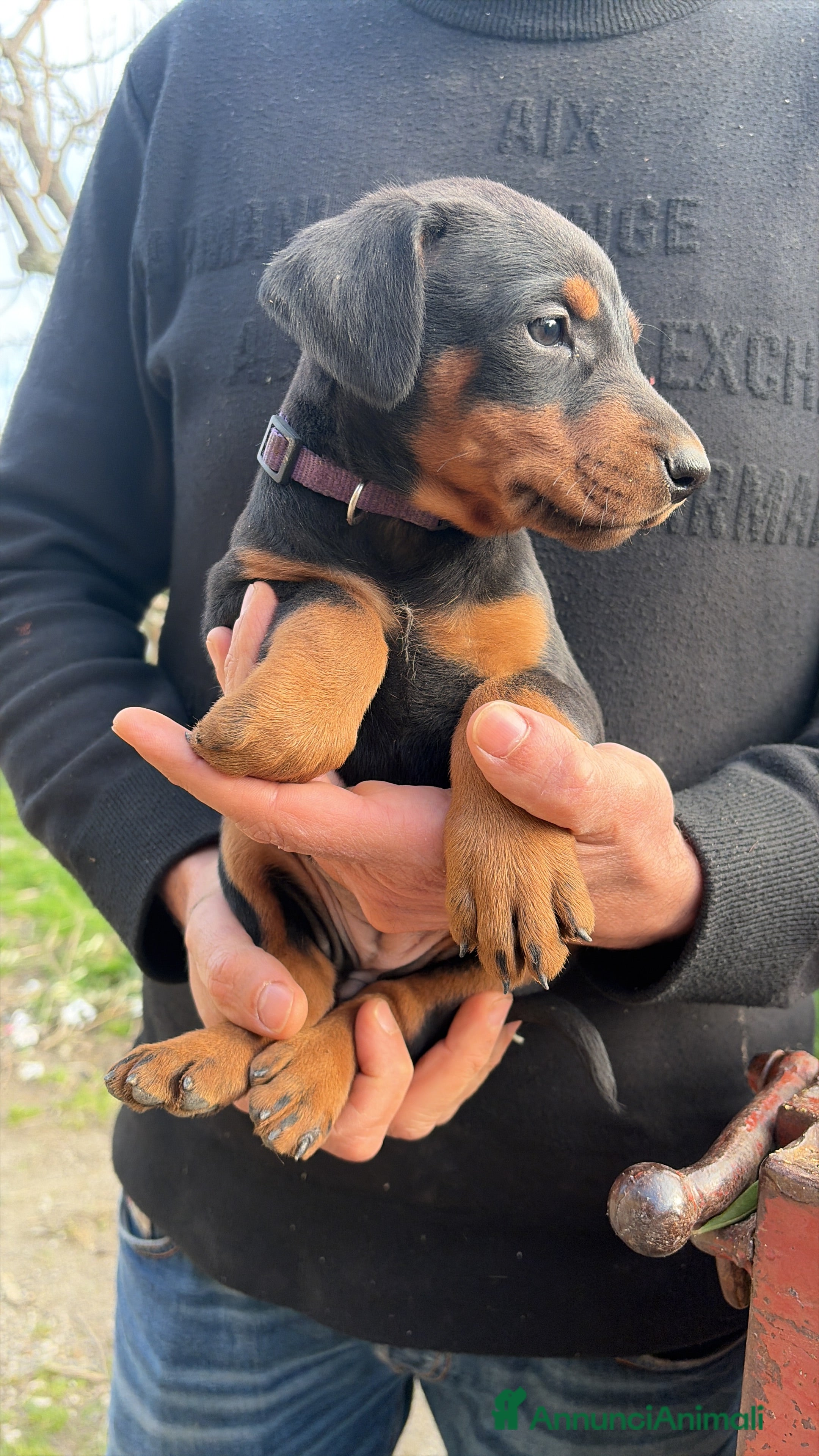 Dobermann cani Vendo cuccioli di dobermann - Annuncio 7