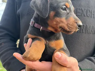 Dobermann cani Vendo cuccioli di dobermann - Annuncio 7