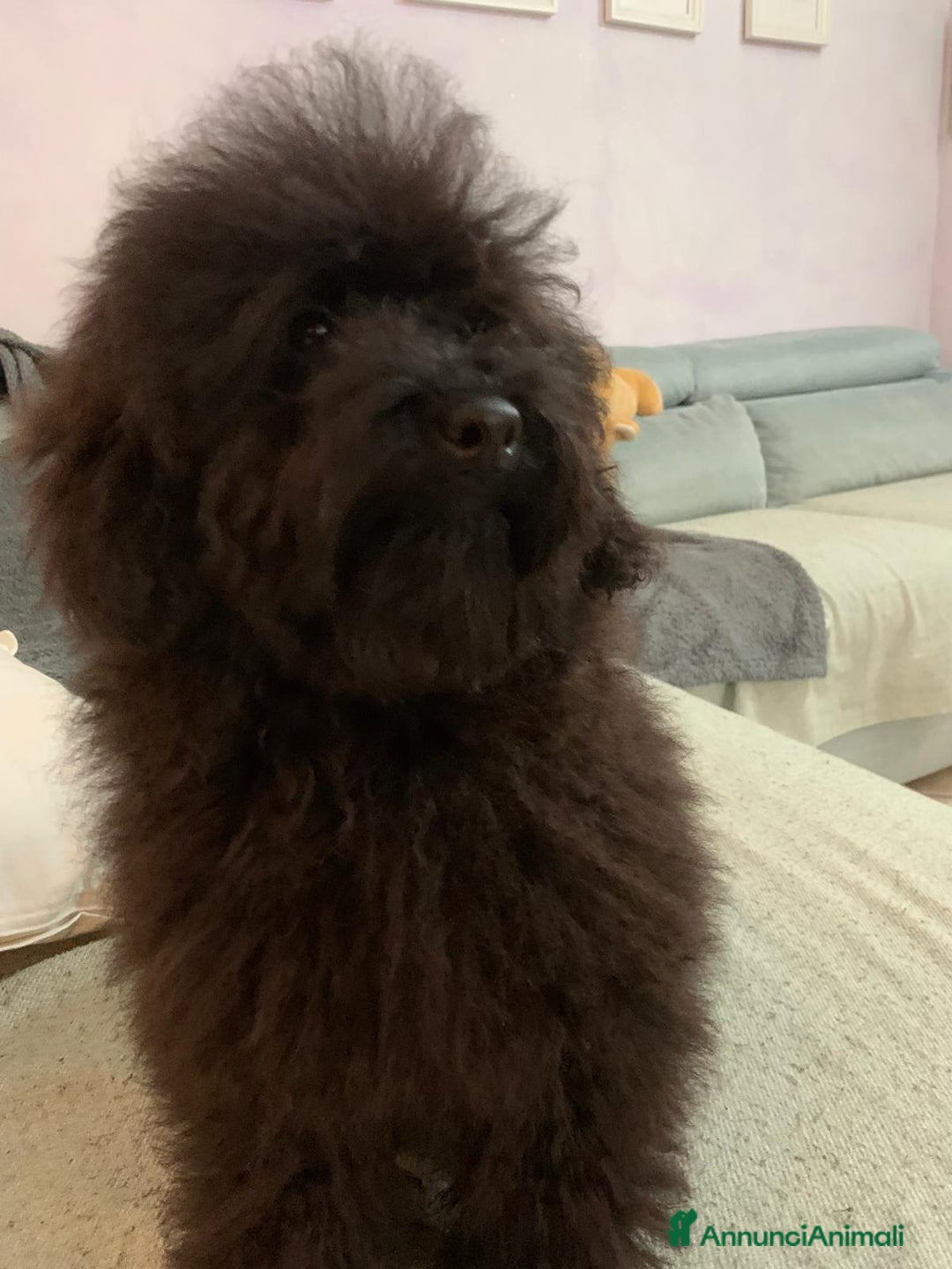 Barboncino cani in vendita: Barboncini neri e bianchi con Pedigree  a Vercelli - Annuncio 2