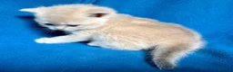 British gatti in vendita: Gattini British shorthair golden chell - Annuncio 6