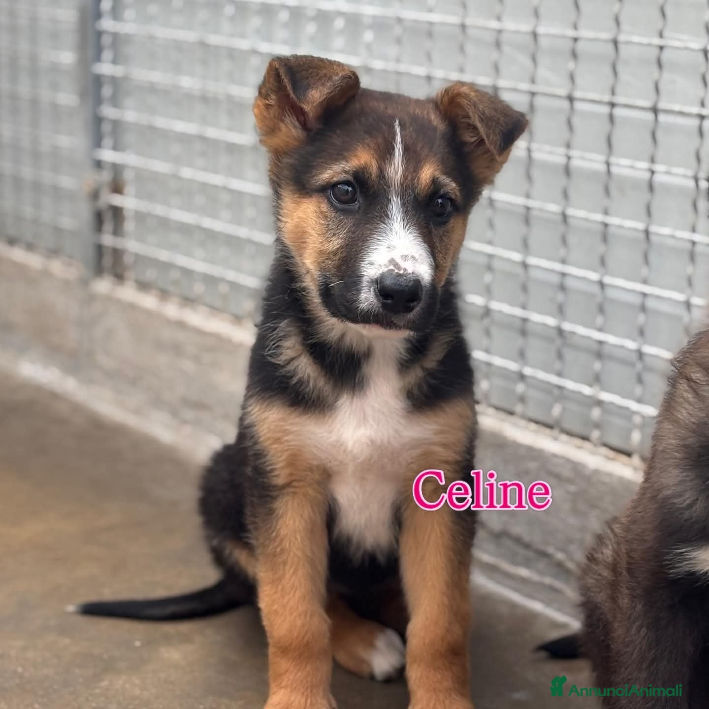 Meticcio cani Celine, incrocio pastore tedesco! (2 meai)  - Annuncio 25